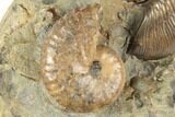 Fossil Ammonites (Hoploscaphites & Jeletzkytes) - South Dakota #189339-2
